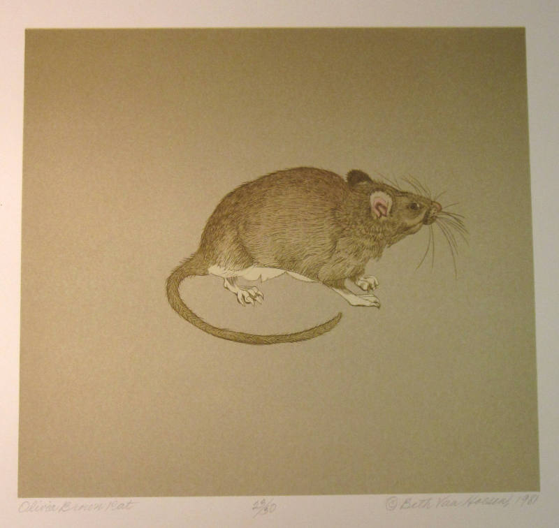 Olivia Brown Rat