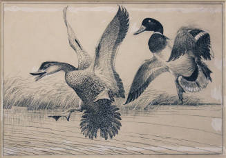 Design For The First Federal Duck Stamp