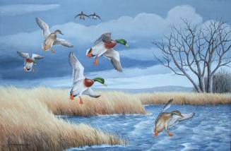 Iowa Marsh – Mallards