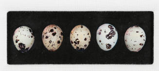 Five Quail Eggs