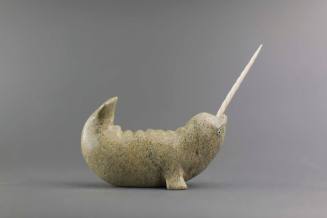 Narwhal
