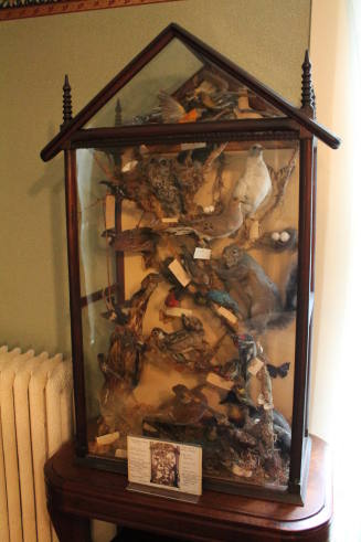 Taxidermy case with specimens