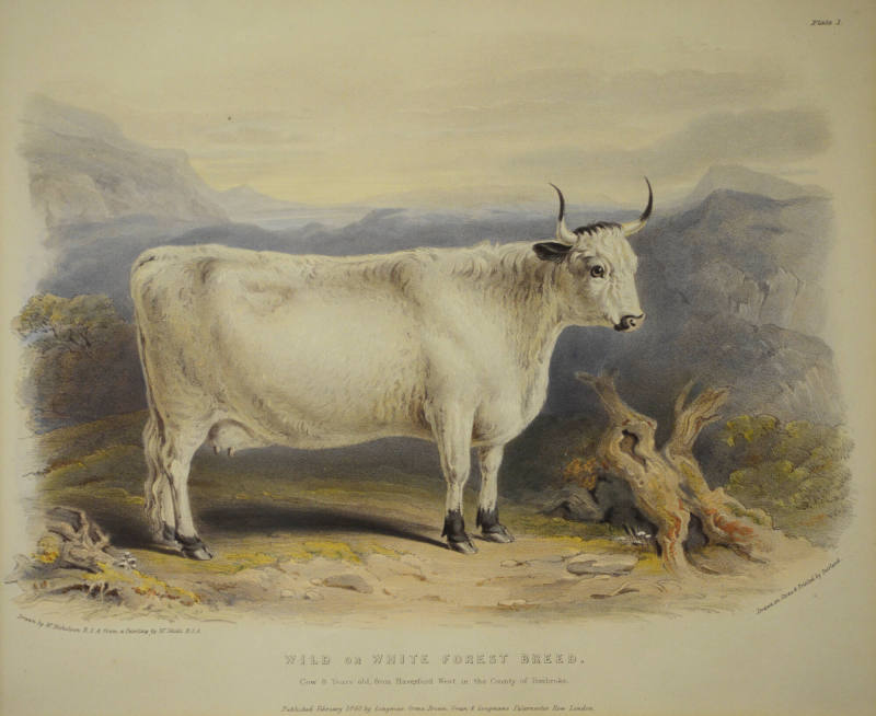 Wild or White Forest Breed