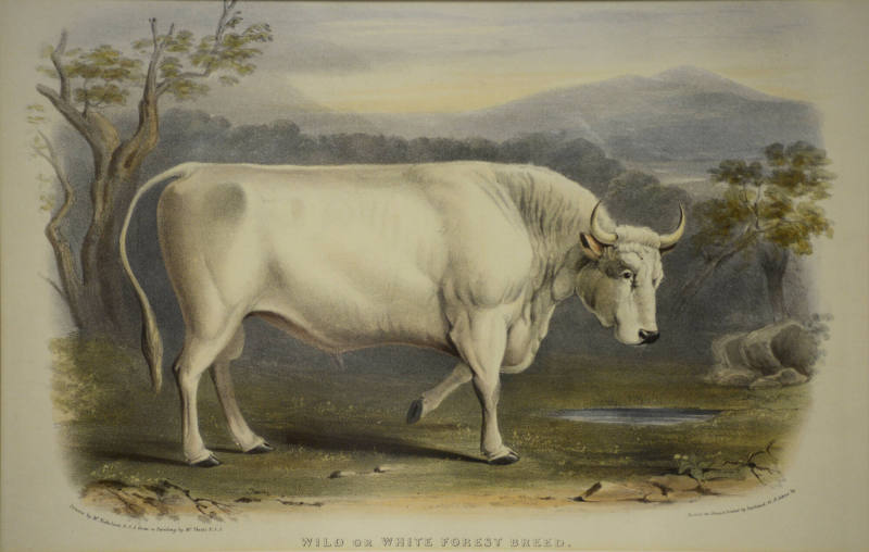 Wild or White Forest Breed