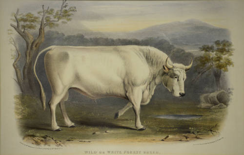 Wild or White Forest Breed