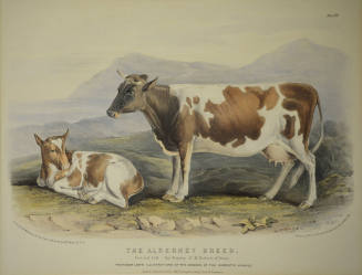 The Alderney Breed
