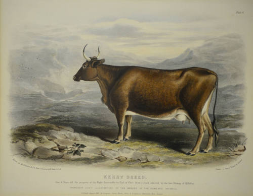 Kerry Breed