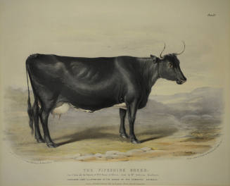 The Fifeshire Breed