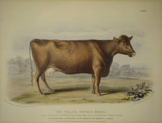 The Polled Suffolk Breed