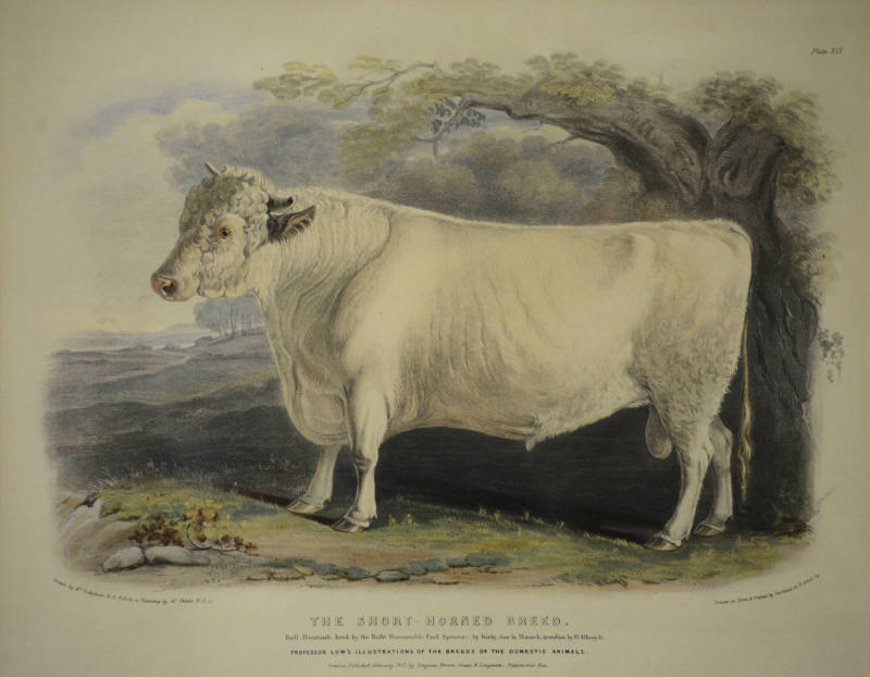 The Short Horned Breed