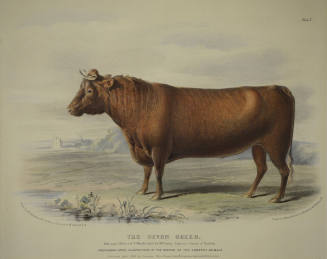 The Devon Breed