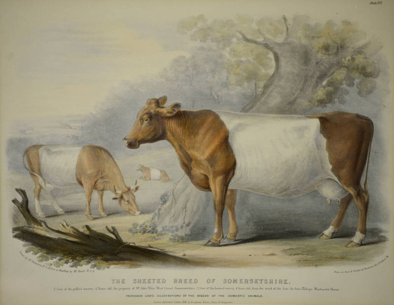 The Sheeted Breed of Somersetshire