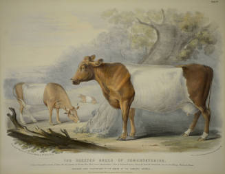 The Sheeted Breed of Somersetshire