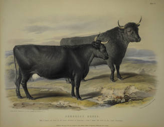 Pembroke Breed