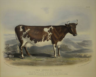 The Ayrshire Breed