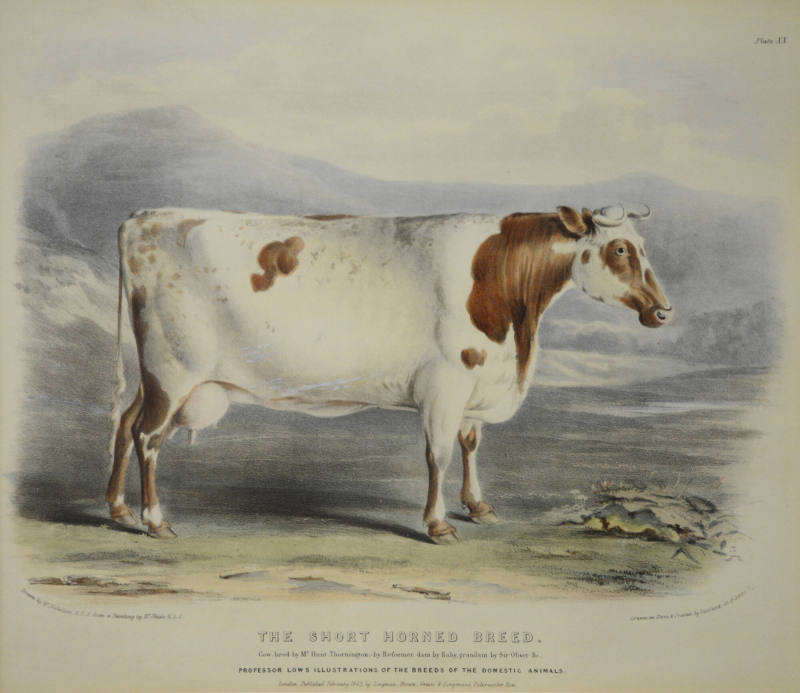 The Short Horned Breed