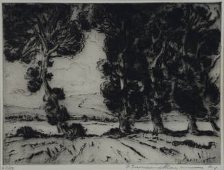 Mahogany Trees-St Croix