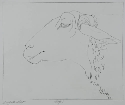 Suffock Sheep