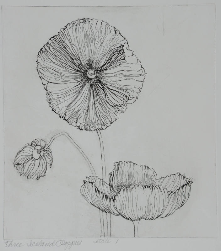 Three Iceland Poppies