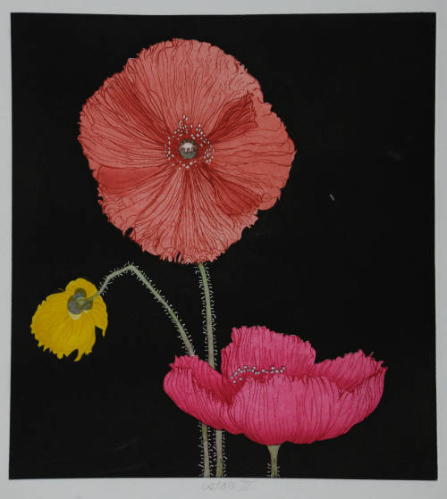 Three Iceland Poppies