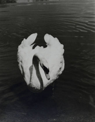 Swan