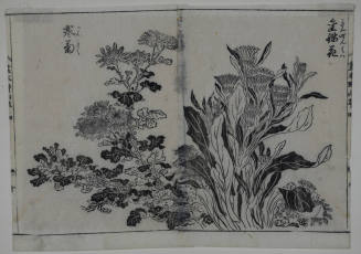 From Picture Book of Wild Flowers (Ehon noyamagusa): Studies of two flowers