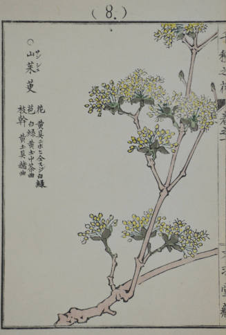 One Thousand Variesties of Flowers (Senshuno Hana) Series: Sanshuyu