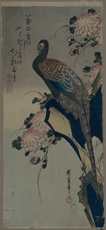 Pheasant and Chrysanthemums