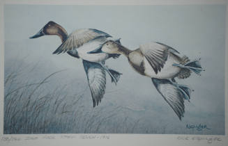 Iowa Duck Stamp Design, 1976