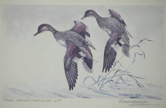 Iowa Duck Stamp Design, 1974