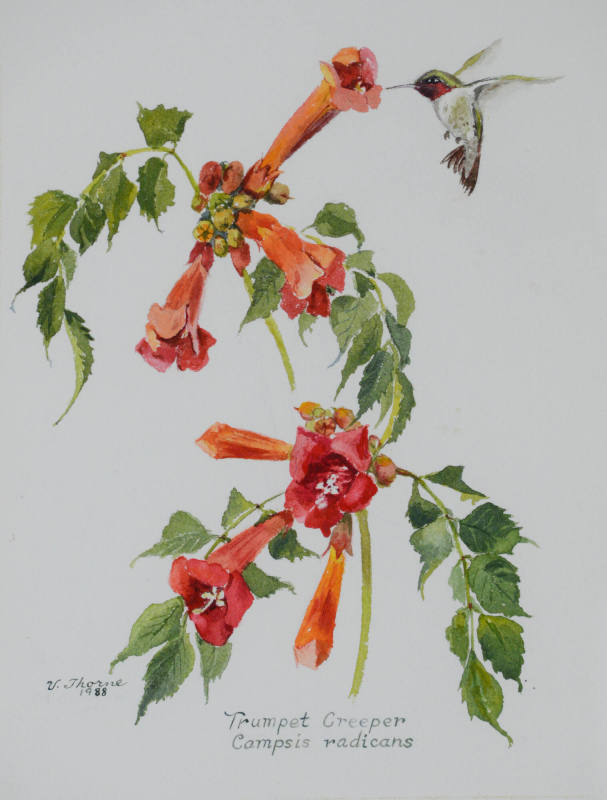 Trumpet Creeper, Campsis Radicans