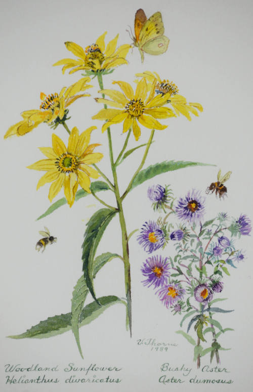 Helianthus divaricatus and Bushy Aster dumosus