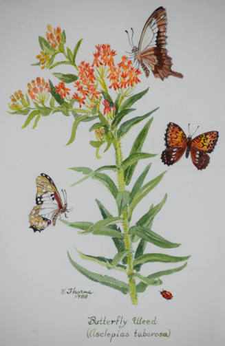 Butterfly Weed, Asclepias Tuberosa