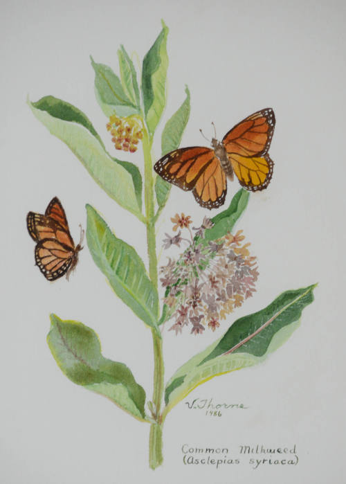 Common Milkweed, Asclepias Syriaca