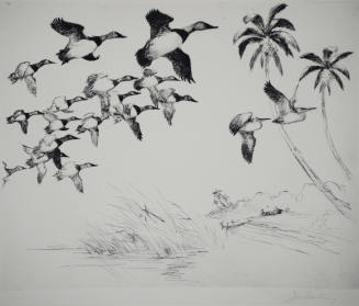 Untitled (sixteen canvas backs and two pelicans)