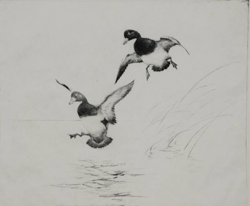 Untitled (two ducks landing)