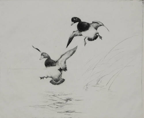 Untitled (two ducks landing)