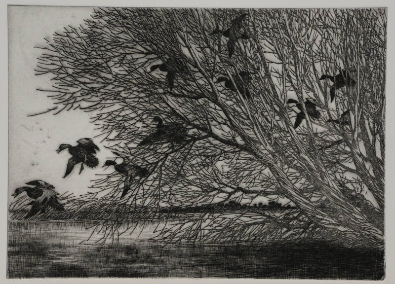 Untitled (ten mallards landing)