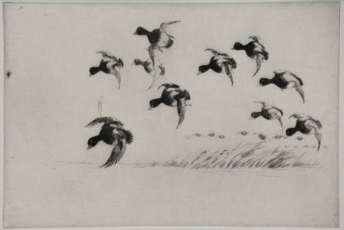 Untitled (Bluebills)