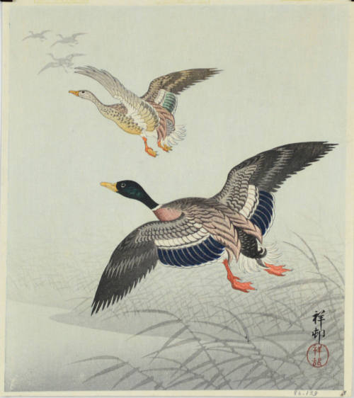 Mallards in Flight