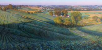 Rhythms - Bean Fields at Sunset