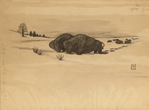 Cha-Ki-Shi: Buffalo in the Snow