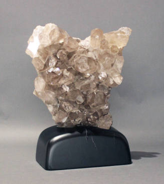 Animal and Mineral Specimens