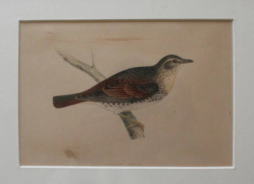 Naumann's Thrush