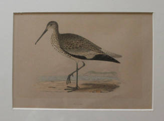 Willet