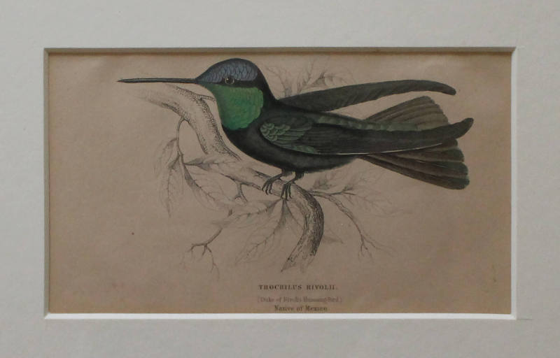 Trochilus Rivoli (Duke Of Rivoli's Humming-Bird) Native of Mexico