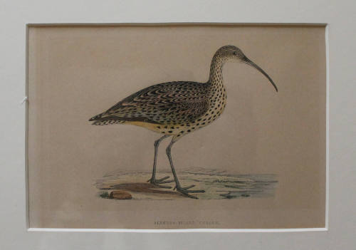 Slender-Billed Curlew