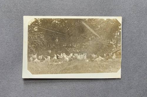Postcard