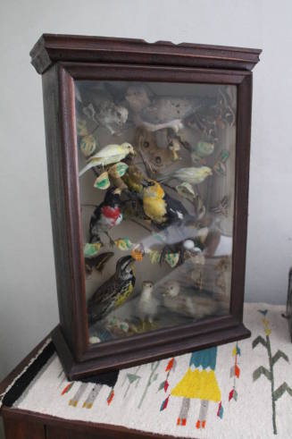 Taxidermy case with birds and small animals
