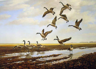 Landing-Canada Geese